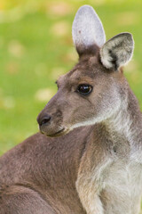 Kangaroo portrait. Perth, Western Australia,  Australia.