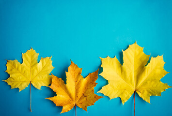 Yellow maple leaves on blue background, top view, close up. Image for design, autumn concept. Copy...
