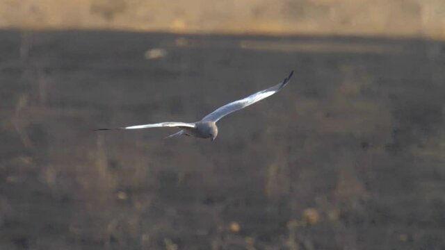 Montagu's harrier hunting in burnt field
Slow shot Judea plains, Israel
