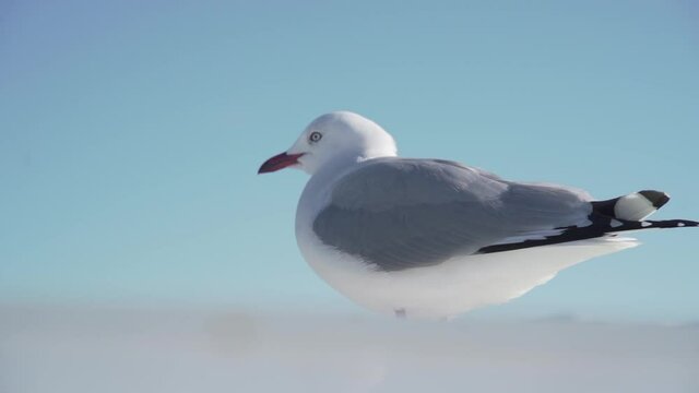 Close view of wind blowing through feathers of red-billed gull