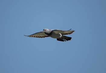 Pigeon in mid flight