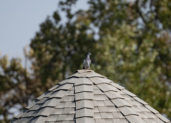 Pigeon at the peak of a gazebo