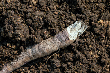 cassava on the ground for planting, cassava tuber on soil for cultivation, cassava for tapioca flour industry
