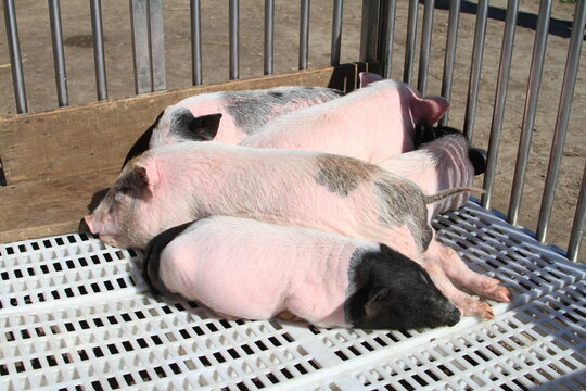 Pink pigs in the crate farm animals