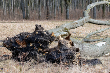 A tree uprooted on a forest glade, a forest after a storm