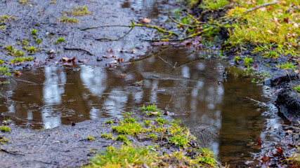 Puddle in the forest, melting ice in a puddle