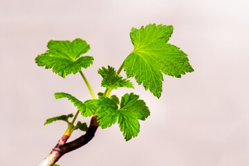 Currant branch with fresh young green leaves on a light background