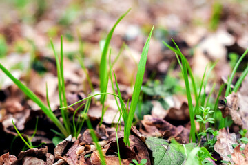 Young grass in the spring sprouts through dry leaves