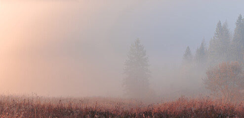 Spruce forest trees in the fog on the mountain hills. Morning fog at beautiful autumn foggy sunrise. Carpathian mountains. Ukraine.