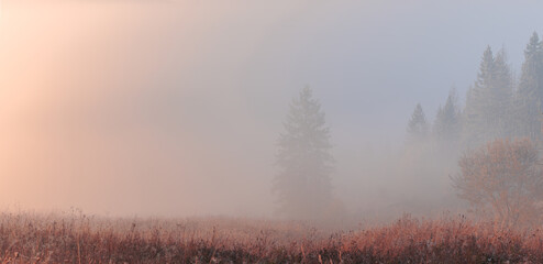 Obraz na płótnie Canvas Spruce forest trees in the fog on the mountain hills. Morning fog at beautiful autumn foggy sunrise. Carpathian mountains. Ukraine.