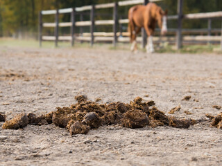 Horse manure close-up. Concept. Manure on the background of the horses.
