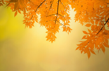 Tree branches with yellow leaves. Autumn fall concept background.