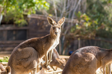 A group of Eastern gray kangaroo in the zoo, standing in the sun, blurred background.