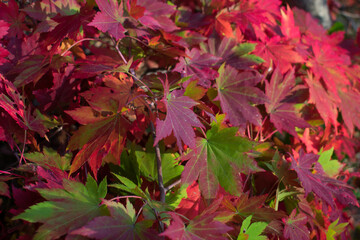 red autumn leaves close up