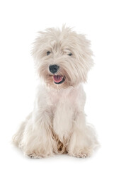 West Highland White Terrier