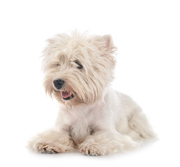 West Highland White Terrier