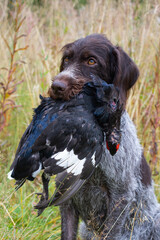 a hunting dog and black grouse