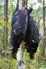 two downed black grouse hang on a tree