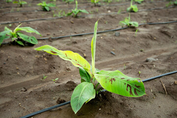 small banana plants are growin