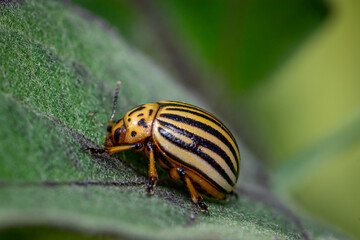 Colorado potato beetle (Leptinotarsa decemlineata)