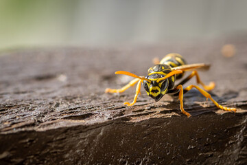 European paper wasp (Polistes dominula)