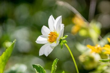 Dahlia imperialis or Bell tree dahlia © Gbor