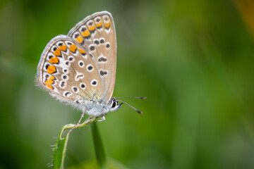 Fototapeta na wymiar Common blue butterfly (Polyommatus icarus)