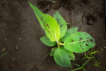 small banana plants are growin