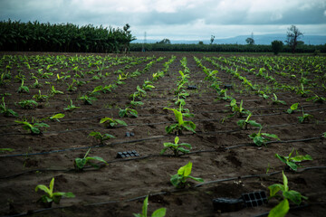 small banana plants are growin