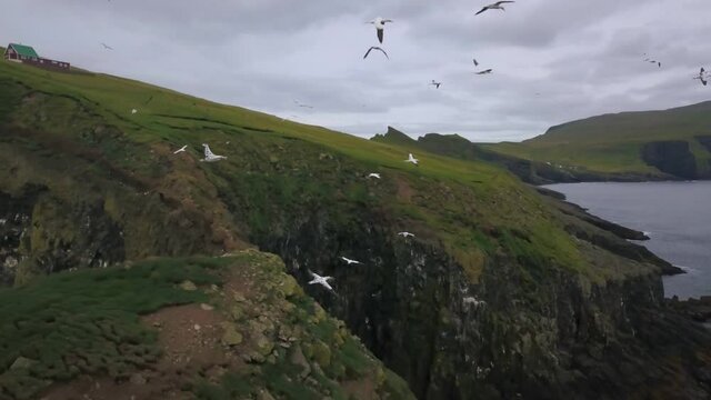 Coastal cliffs of Faroe Islands with sea birds. Shot on cloudy day