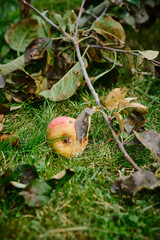 Welkes Herbstlaub mit einem verfaulenden Apfel (Garten der Missionsgesellschaft Malche in Bad Freienwalde)