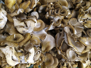 Fresh oysters. Lots of fresh mushrooms close-up view from above. Delicious and healthy mushrooms are grown at home. The frame is completely filled with mushrooms. Texture. Background. Food