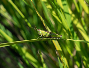 Locusts in the rice ears