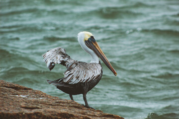 Pelican Jetty