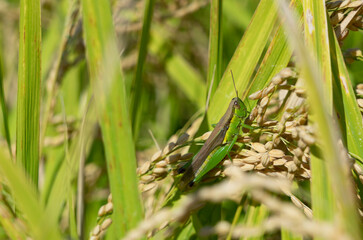 Locusts in the rice ears