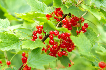 Ripe red currants in the garden. Farming harvest season
