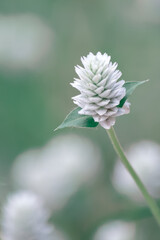 Gomphrena celosioides in the garden