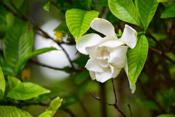 渡哲也さんの歌にも歌われたくちなしの花