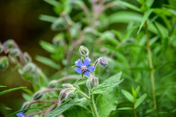 ちょっと珍しいルリジサ（ボリジ）の花、実は食べられる薬草でサラダに散らしたり砂糖漬けにしてケーキを飾ったり、氷に閉じ込めて冷たい飲み物に浮かべたりします。