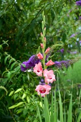 ファッションを自慢するように咲く派手目なグラジオラス
