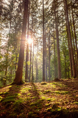 sun rays in the forest