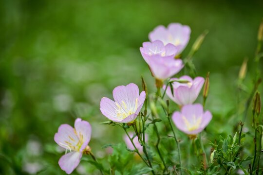 アカバナ科マツヨイグサ属 Images Browse 8 Stock Photos Vectors And Video Adobe Stock