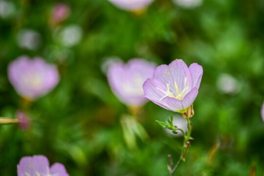 アカバナ科マツヨイグサ属 Images Browse 16 Stock Photos Vectors And Video Adobe Stock