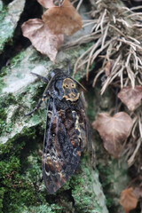Acherontia atropos moth on a tree trunk in the garden. Death's-head Hawkmoth or Sphinx of the skull in nature