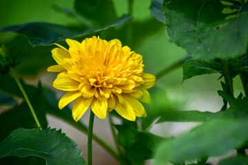 ヒメヒマワリは夏の暑さにも負けずに力強く咲き続ける丈夫な宿根草で花壇や切り花として広く利用されます