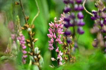 ルピナスは明治時代に渡ってきて、古くは食料、肥料として利用された時代もありますが現代では観賞用です。