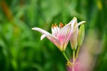 ユリの花は優雅でスラっとして貴婦人のように咲きます