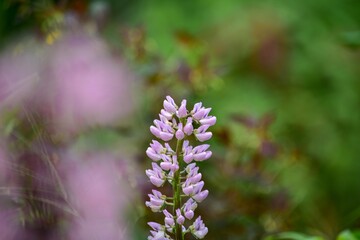 ルピナスは明治時代に渡ってきて、古くは食料、肥料として利用された時代もありますが現代では観賞用です。