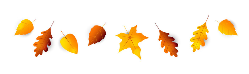 Autumn leaves border. Collection of autumn leaves oak, maple, hawthorn, aspen. Set of yellow, orange and red leaf, isolated on white background. Herbarium, botany. Fall maple leaves for decoration.