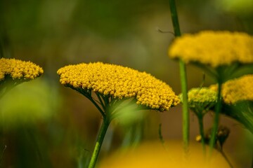 面白い花姿で人気のセイヨウノコギリソウは流通過程ではアキレアとかコモンヤロウとも呼ばれます